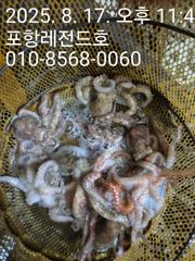 선상돌문어낚시 사진