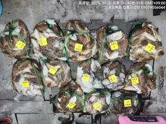 오늘의조황 - 갑오징어조항 - 원산도 오복피싱,배낚시 전문 사진