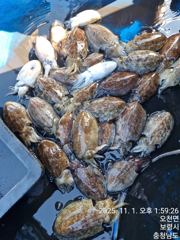 11월 1일 태양호 조황입니다 사진