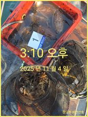 11/4 당진 장고항 해안선호 조황사진 사진