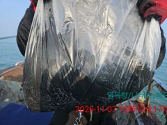 11월6일,7일. 신발짝.갑오징어 조황 사진