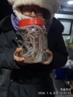 1월 6일 낙지 조황 (늦은 업뎃 지송해욥) 사진