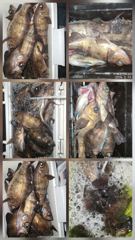 왕사미 소굴서 만쿨~~ 사진
