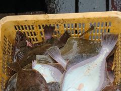 5일 목요일 어구가자미 조항 사진