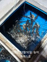여수 투에스호 3월 16일 농어 조황!! 사진