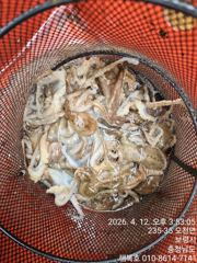 4월13일 해복호 알쭈꾸미 조항 업로드가늦었네요 평균30수에서40수이상했네요 사진