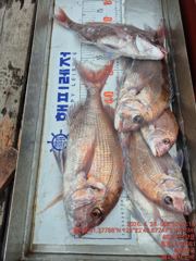 대물급 참돔 사진
