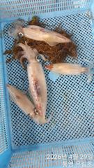 통영유림)오늘 먼바다한치이카메탈 출조 확정.자리여유.예약가능 사진