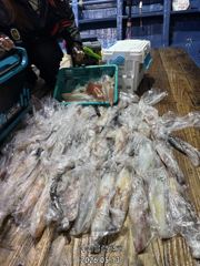 여수블랙펄호 13일입항 한치이카메탈 조황입니다. 계속 출항합니다. 사진