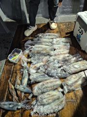5월 25 일 한치 입항조황 입니다 사진