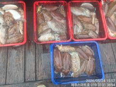 제주스마트호 서귀포갑오징어조황 사진
