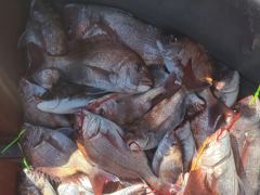 6월 6일 조황입니다. 사진