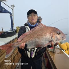 6월6일 참돔흘림 조황입니다 사진