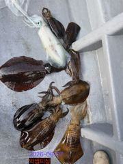 산란무늬 성공~!! 사진