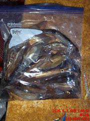 살오징어 사진