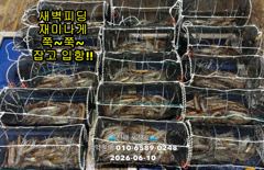 10일"화살촉오징어" 새벽피딩~터졌어요~(오늘,예약가능합니다) 사진