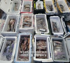 먼바다 대포급 한치 먹물 폭탄 대박 한치 쿨러조황 오늘 무조건 출항자리여유많음 사진