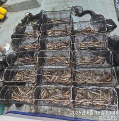 16일새벽 시장급화살촉오징어 먹폭 장원150수이상( 수,목,일~예약중 사진