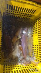 ((왕대포한치))간밤 파이팅 넘치고 여기저기 30힛트 오늘도 파이팅넘치게(예약가능자리완전텅텅  사진