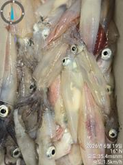먼바다 한치 씨알 좋슴니다 사진