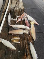 제주갈치는 제주답게~ 제주 구룡호(9DRAGON) 6월 20일 토요일  <<< 갈치 출조 >>> 사진
