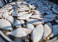 광어조황 - [루디호] 6월 16일 - 14명 독선 5시간 출조 조항 - 루디피싱 루디호 사진