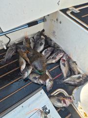 산타클로스호 농어 다잡아 섬투어 사진