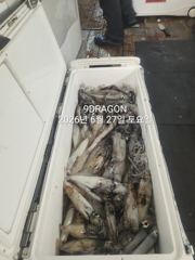 제주갈치는 제주답게~ 제주 구룡호(9DRAGON) 6월 26일 금요일  <<< 갈치 출조 >>> 사진