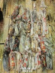 7월3일 대포한치 잡으러 출조합니다  사진