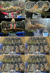"화살촉오징어" 촉~촉~짧은피딩~(오늘,예약가능합니다) 사진