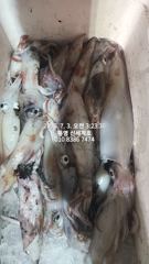 통영:한치조황 신세계호 3일.4일 철수조황 사진