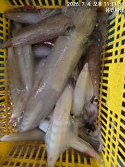 유빈피싱 한치조황 장원 80수 이상!! 사진