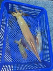 7월17일헤븐호한치반타임다녀왓네요 사진