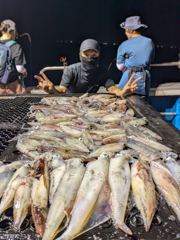 7월 18일, 여전히 한치 낚시는 상한가 기록 중 사진