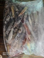 다대포 달인호 7월22일 한치 조황 사진