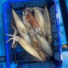 7월 29일 야간 한치낚시(반타임) 조황 사진