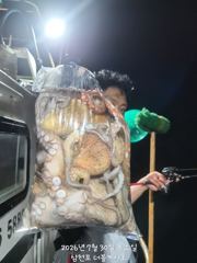 삼천포 문어조황! 주간반, 야간반 매일출조! 사진