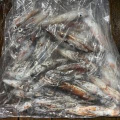 7월 30일 야간 한치낚시(반타임) 조황 사진
