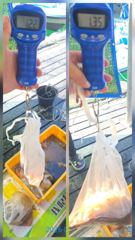 [곤리 풍화]궁항레저 문어 조황입니다! 사진