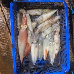 8월 2일 야간 한치낚시(반타임) 조황 사진