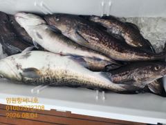임원항써니호 대구조황입니다 사진