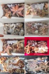문어,키로,중치,작은놈,와장창,,(예약가능) 사진