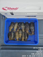 (문어)13일 사량도권 어장치기 출항 확정 고잉메리호 출동~(13일 예약) 사진