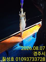 경주감포 무늬오징어 금요일부터 출조모집합니다 사진