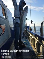 오전 실시간 대삼치 굿 ~~~마릿수 진행중 따오기 농어는 뽀너스 사진