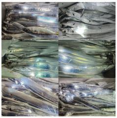 [진해] 냉산갈치.마리수 만족 사진