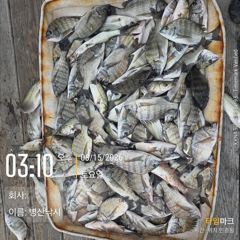병산  감성돔35외 마리수 농어 마리수흘림조황~~ 사진