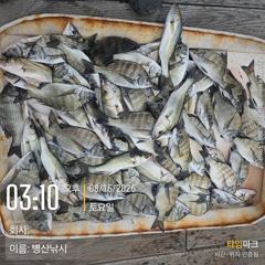 [고성] 병산 감성돔 35외 마리수 농어마리수 흘림조황~~ 사진
