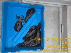 묵호항 무늬오징어 사진