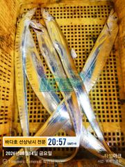 14일 출항 왕갈치 조황~~ 사진